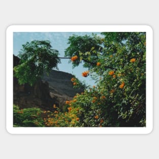 Tropical Orange Flowers Sticker